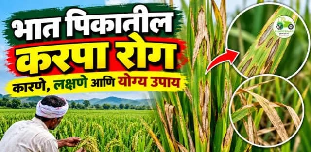 भात पिकातील करपा : कारणे, लक्षणे आणि योग्य व्यवस्थापन