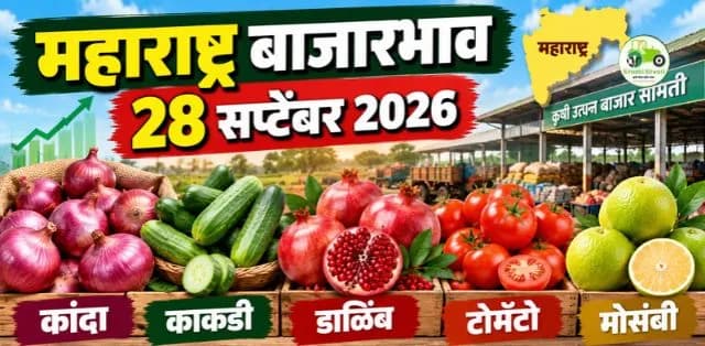 महाराष्ट्रातील कांदा, काकडी, डाळिंब, टोमॅटो आणि मोसंबीचे बाजारभाव : २८ सप्टेंबर २०२६