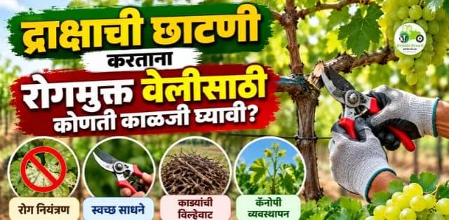 द्राक्षाची छाटणी करताना रोगमुक्त वेलीसाठी कोणती काळजी घ्यावी?