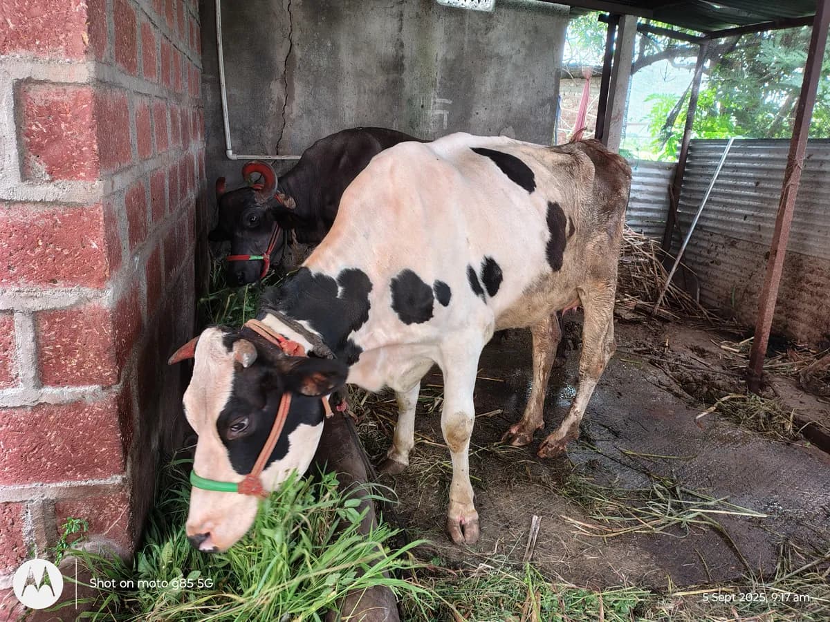 HF गाय विक्रीसाठी उपलब्ध!