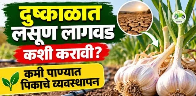 दुष्काळी परिस्थितीत लसूण लागवड कशी करावी? कमी पाण्यात पिकाचे व्यवस्थापन करण्यासाठी महत्त्वाच्या टिप्स