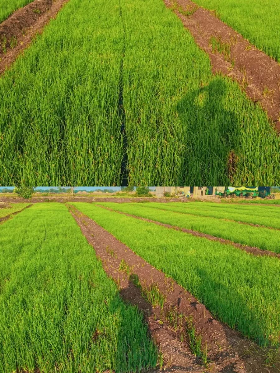 रब्बी लाल कांद्याचे रोप उपलब्ध!