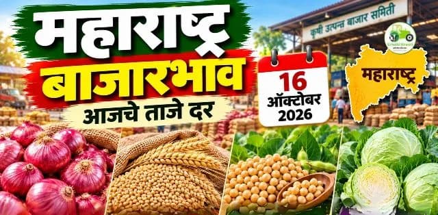 महाराष्ट्र बाजारभाव आज १६ ऑक्टोबर २०२६: कांदा, गहू, सोयाबीन आणि कोबीचे दर जाणून घ्या