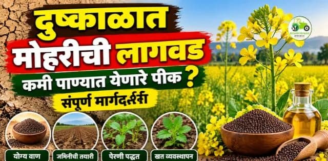 दुष्काळी परिस्थितीत मोहरीची लागवड कशी करावी? कमी पाण्यात येणाऱ्या पिकाची माहिती