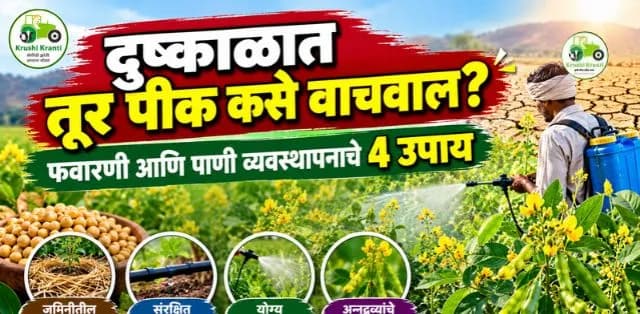 दुष्काळात तूर पीक वाचवण्यासाठी करा ४ उपाय; फवारणी आणि पाणी व्यवस्थापनाची माहिती