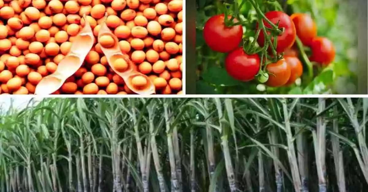 ऊस, सोयाबीन, टोमॅटो पिकांवर सल्ला मिळेल