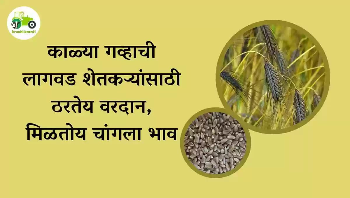 काळ्या गव्हाची लागवड शेतकऱ्यांसाठी ठरतेय वरदान, मिळतोय चांगला भाव