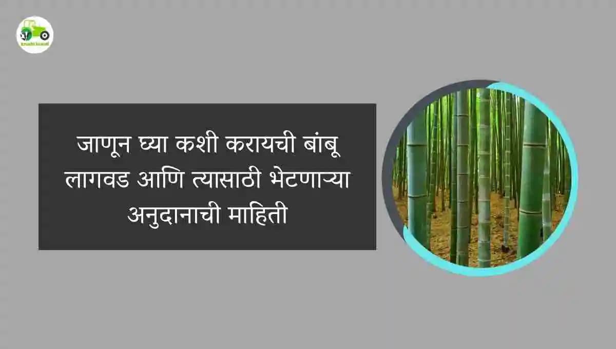 जाणून घ्या कशी करायची बांबू लागवड आणि त्यासाठी भेटणाऱ्या अनुदानाची माहिती