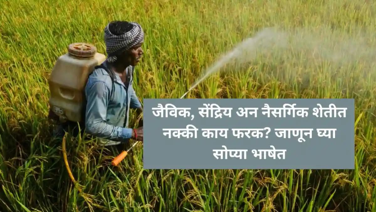 सेंद्रिय शेती म्हणजे काय? जैविक, सेंद्रिय अन नैसर्गिक शेतीत नक्की काय फरक? जाणून घ्या सोप्या भाषेत