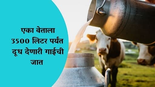 एका वेताला 3500 लिटर पर्यंत दूध देणारी गाईची जात