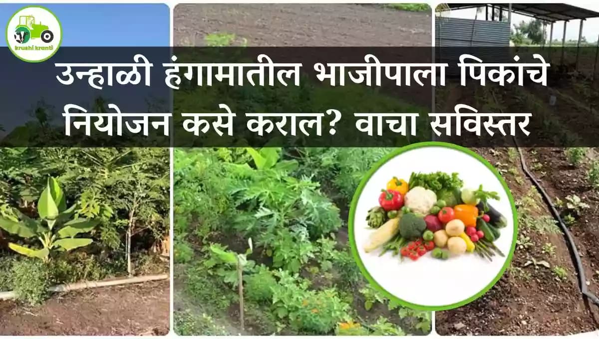 उन्हाळी हंगामातील भाजीपाला पिकांचे नियोजन कसे कराल? वाचा सविस्तर