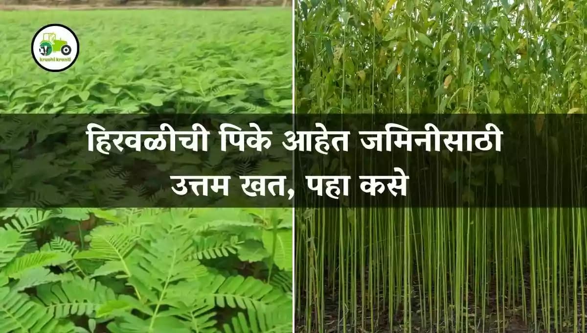 हिरवळीची पिके आहेत जमिनीसाठी उत्तम खत, पहा कसे