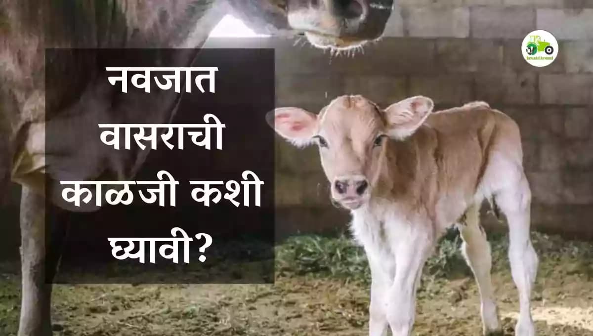 नवजात वासराची काळजी कशी घ्यावी?