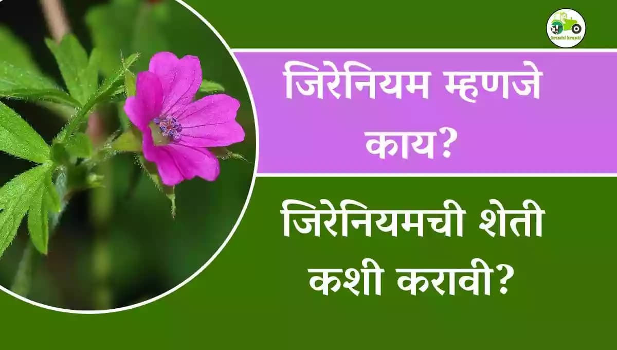 Geranium : जिरेनियम म्हणजे काय?