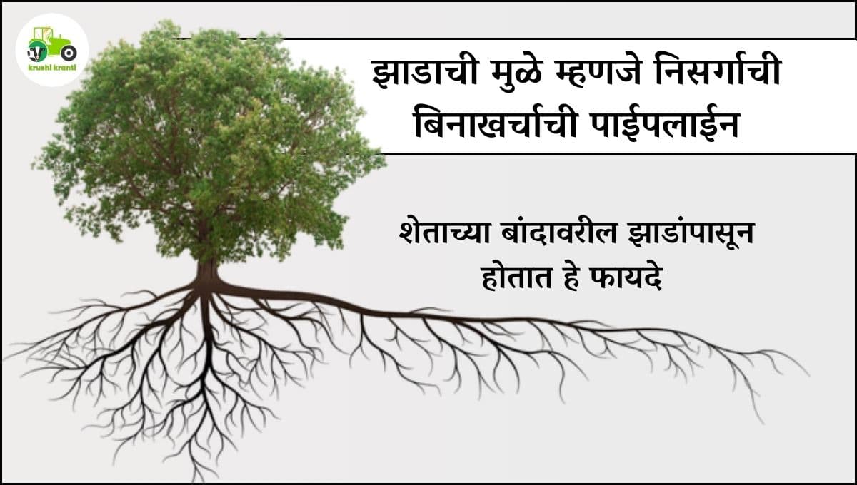 झाडाची मुळे म्हणजे निसर्गाची बिनाखर्चाची पाईपलाईन