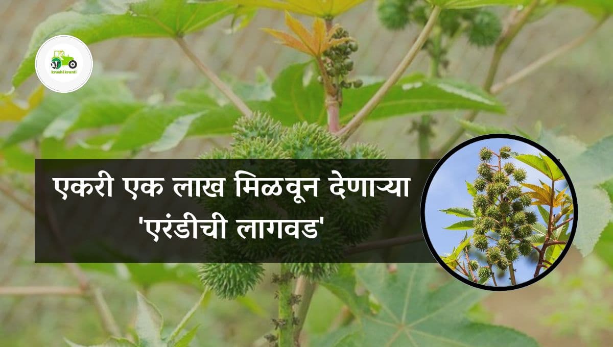 एकरी एक लाख मिळवून देणाऱ्या एरंडीची लागवड
