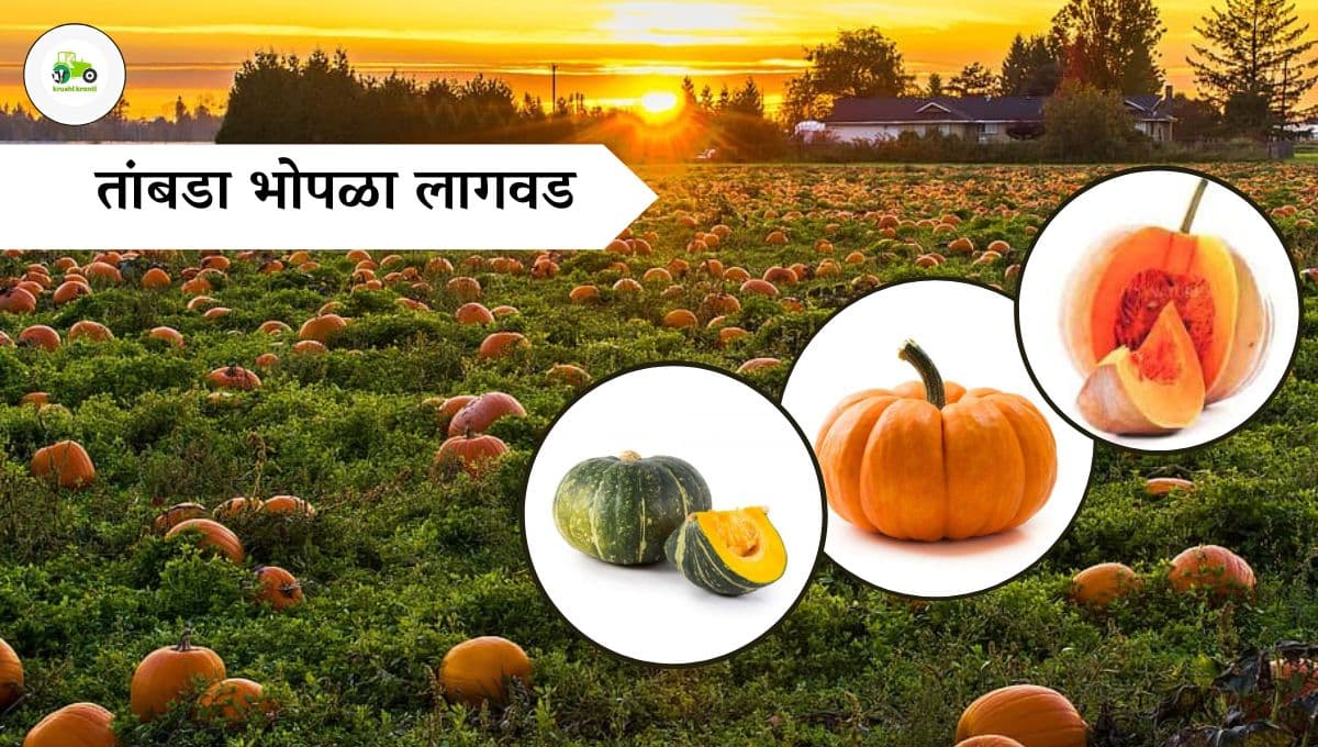 तांबडा भोपळा लागवड