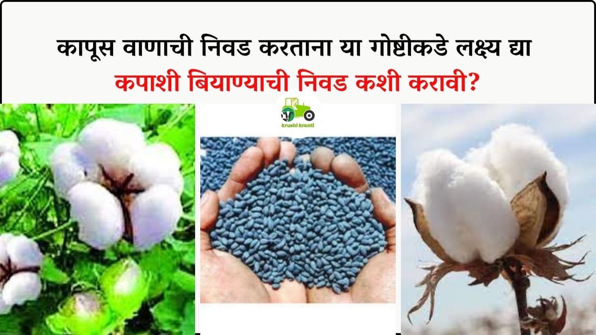 कपाशी बियाण्याची निवड कशी करावी? कापूस वाणाची निवड करताना या गोष्टीकडे लक्ष्य द्या