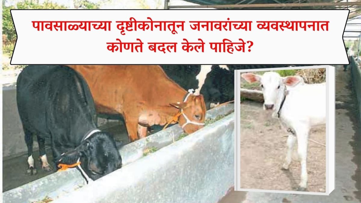 पावसाळ्याच्या दृष्टीकोनातून जनावरांच्या व्यवस्थापनात कोणते बदल केले पाहिजे?