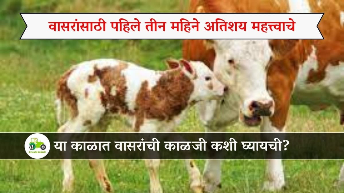 वासरांसाठी पहिले तीन महिने अतिशय महत्त्वाचे