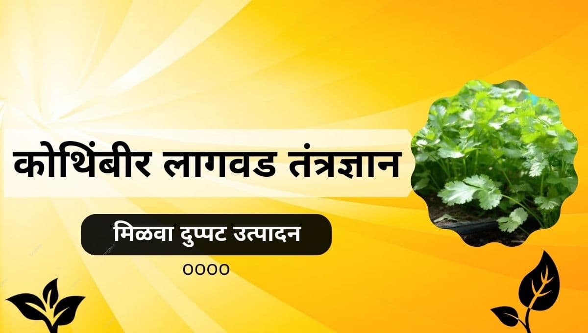 कोथिंबीर लागवड