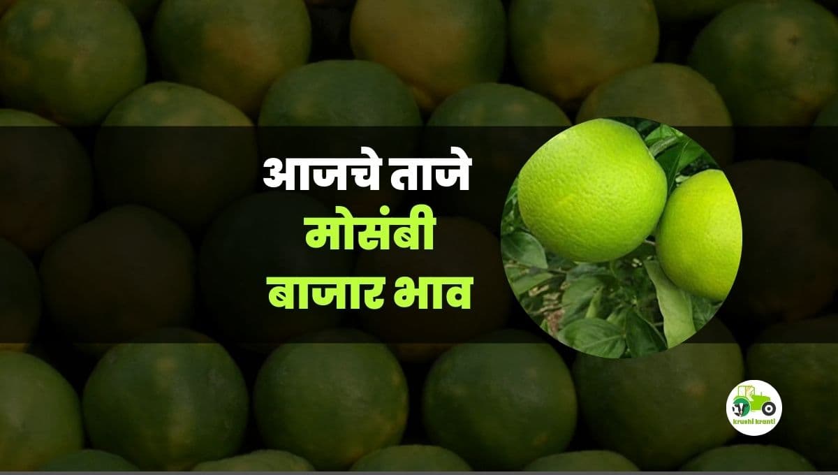 आजचे मोसंबी बाजारभाव