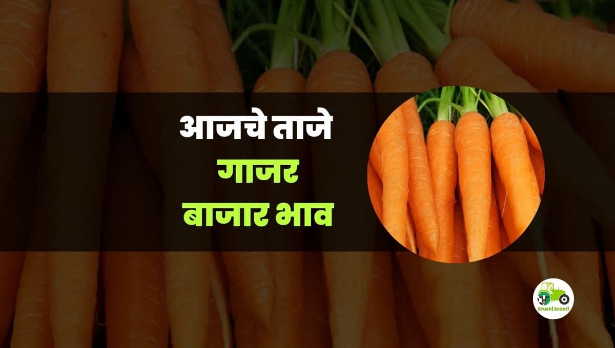 आजचे गाजर बाजारभाव