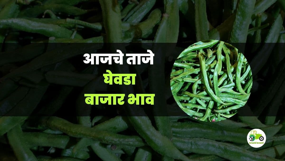 आजचे घेवडा बाजारभाव