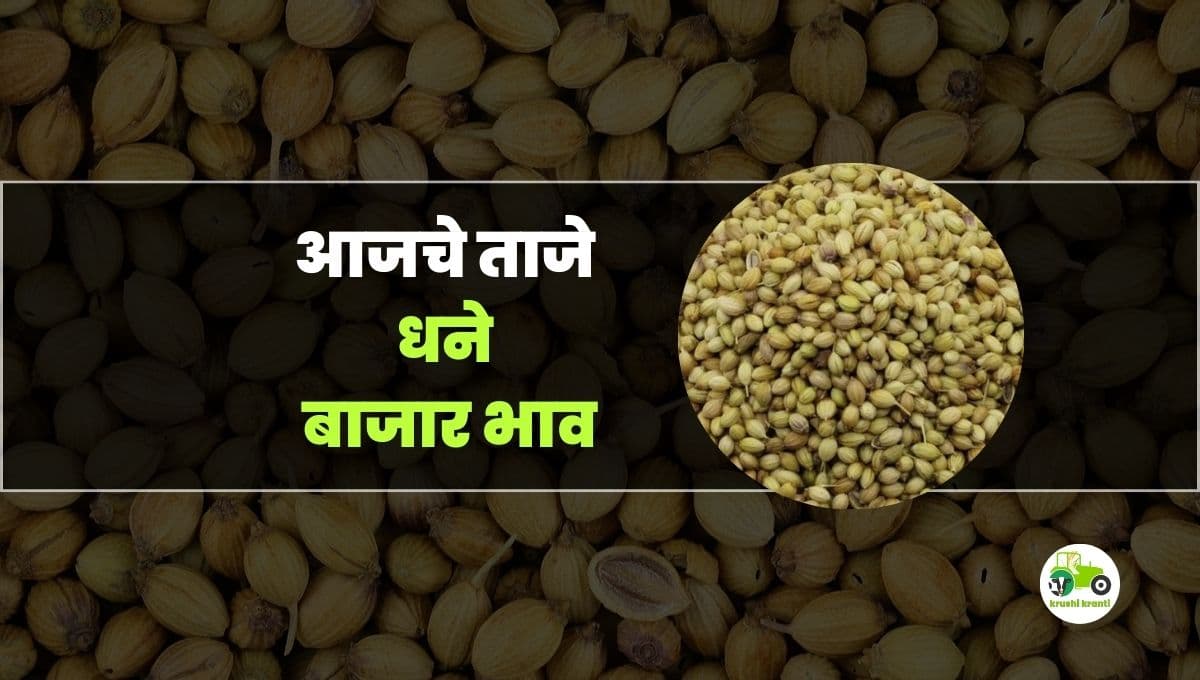 आजचे धने बाजारभाव