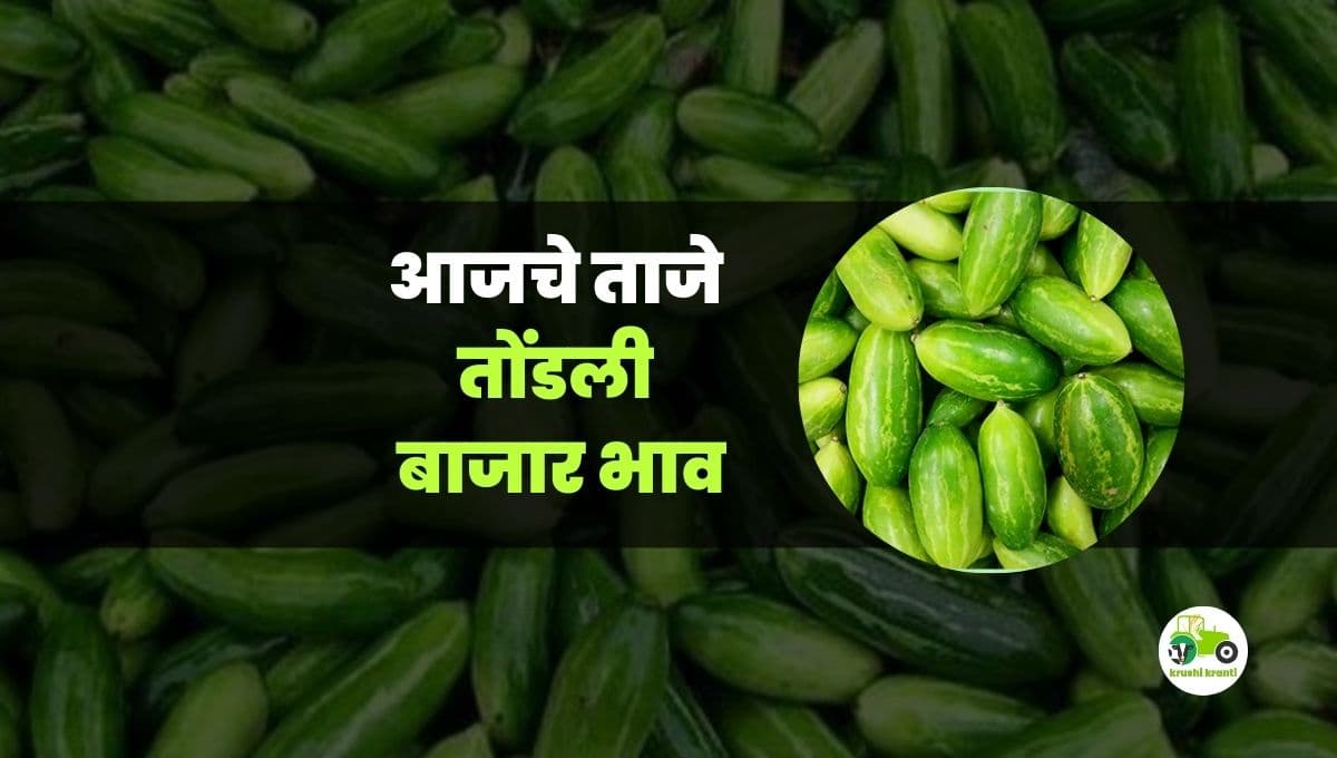 आजचे तोंडली बाजारभाव