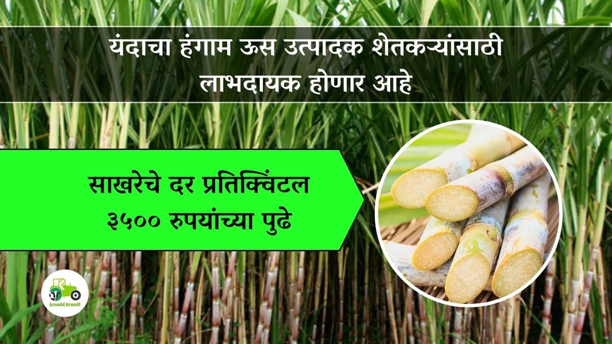 sugarcane : यंदाचा हंगाम ऊस उत्पादक शेतकऱ्यांसाठी लाभदायक होणार आहे