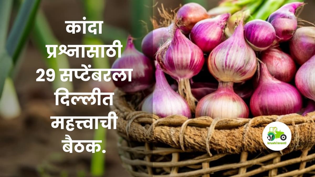 Onion Update : कांदा प्रश्नासाठी २९ सप्टेंबरला दिल्लीत महत्त्वाची बैठक
