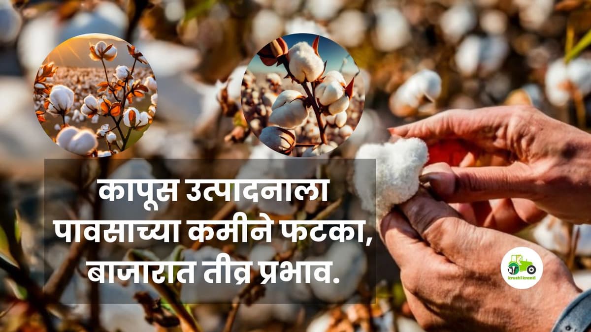 Cotton Production : कापूस उत्पादनाला पावसाच्या कमीने फटका, बाजारात तीव्र प्रभाव.