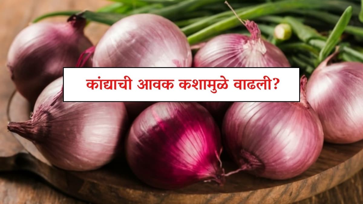 कांद्याची आवक कशामुळे वाढली?