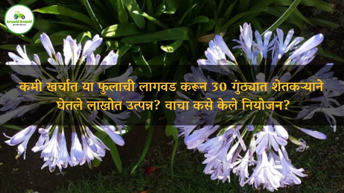 निशिगंध