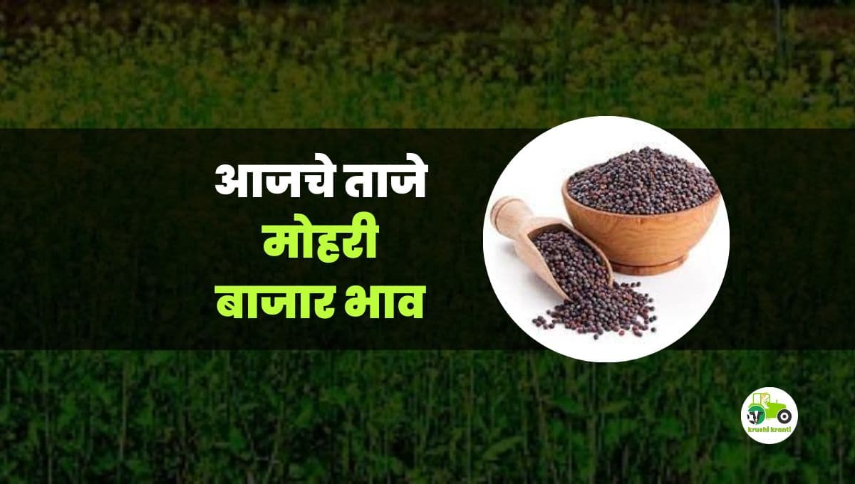 आजचे मोहरी बाजारभाव