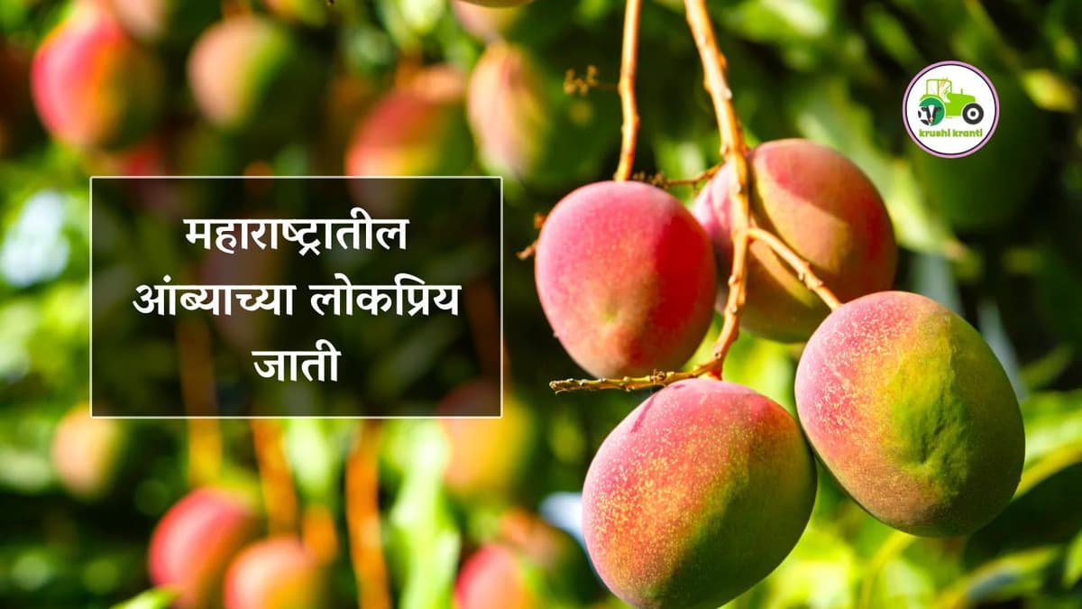 महाराष्ट्रातील आंब्याच्या लोकप्रिय जाती