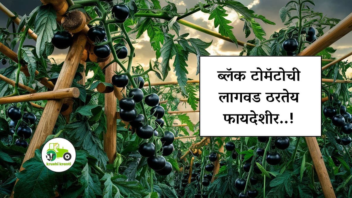 काळ्या टोमॅटोची लागवड ठरतेय फायदेशीर..!