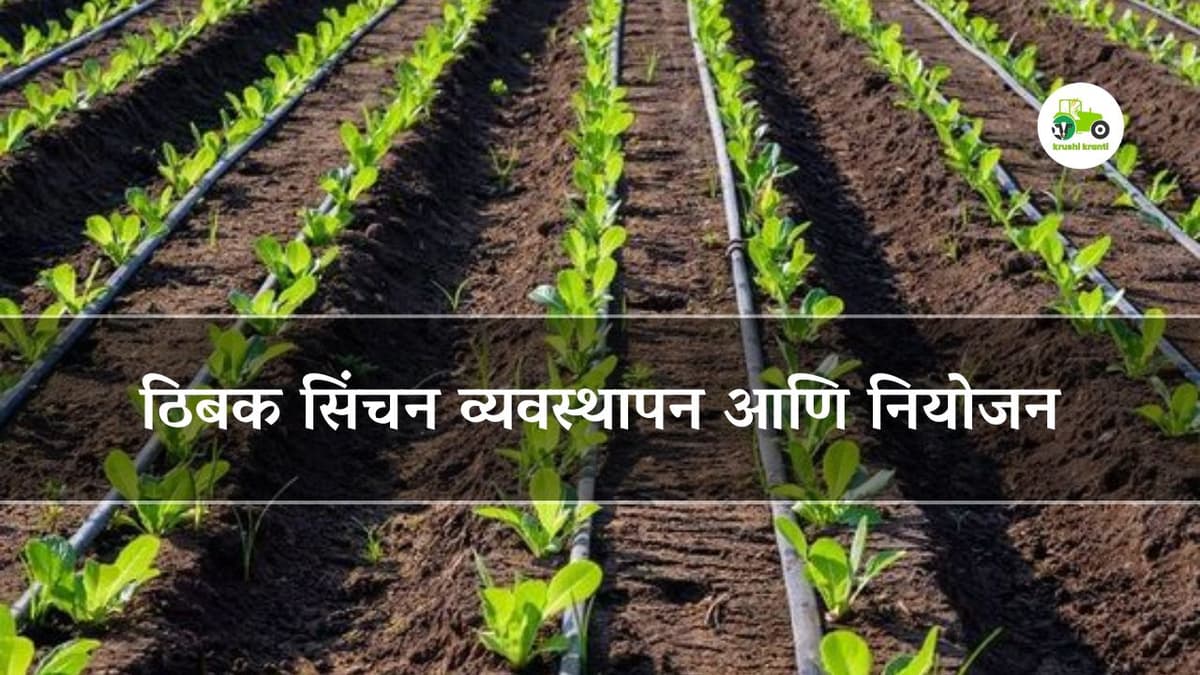 ठिबक सिंचन: व्यवस्थापन आणि नियोजन