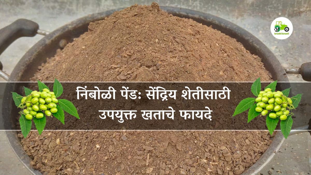 निंबोळी पेंड: सेंद्रिय शेतीसाठी उपयुक्त खताचे फायदे