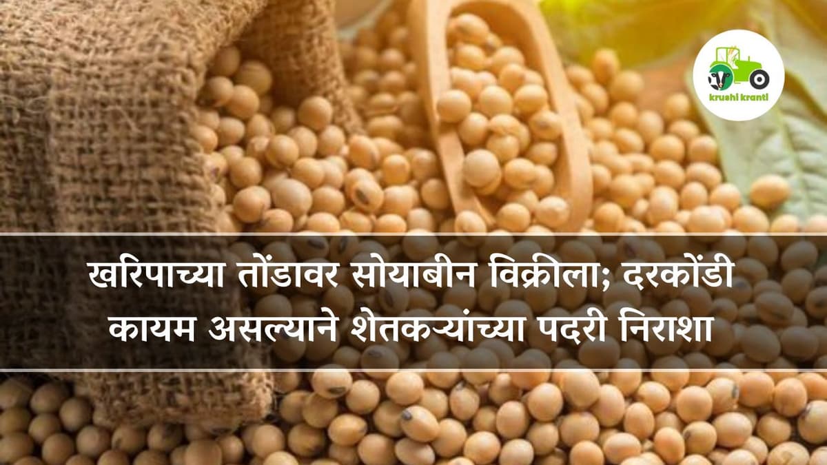 खरिपाच्या तोंडावर सोयाबीन विक्रीला; दरकोंडी कायम असल्याने शेतकऱ्यांच्या पदरी निराशा