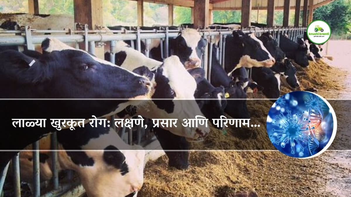 लाळ्या खुरकूत रोग: लक्षणे, प्रसार आणि परिणाम…