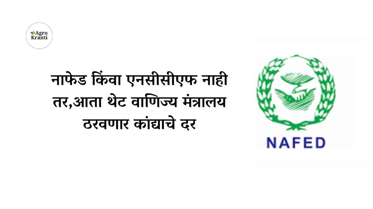 नाफेड किंवा एनसीसीएफ नाही तर,आता थेट वाणिज्य मंत्रालय ठरवणार कांद्याचे दर