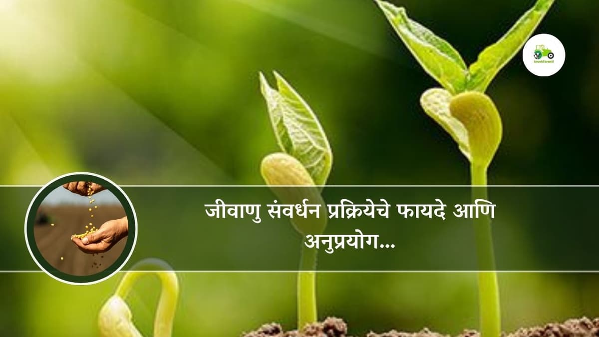 जीवाणु संवर्धन प्रक्रियेचे फायदे आणि अनुप्रयोग…