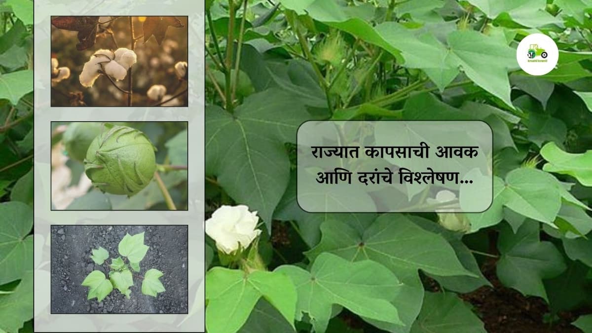 राज्यात सध्या कापसाची आवक व दराची स्थिती काय आहे, सविस्तर जाणून घेऊया