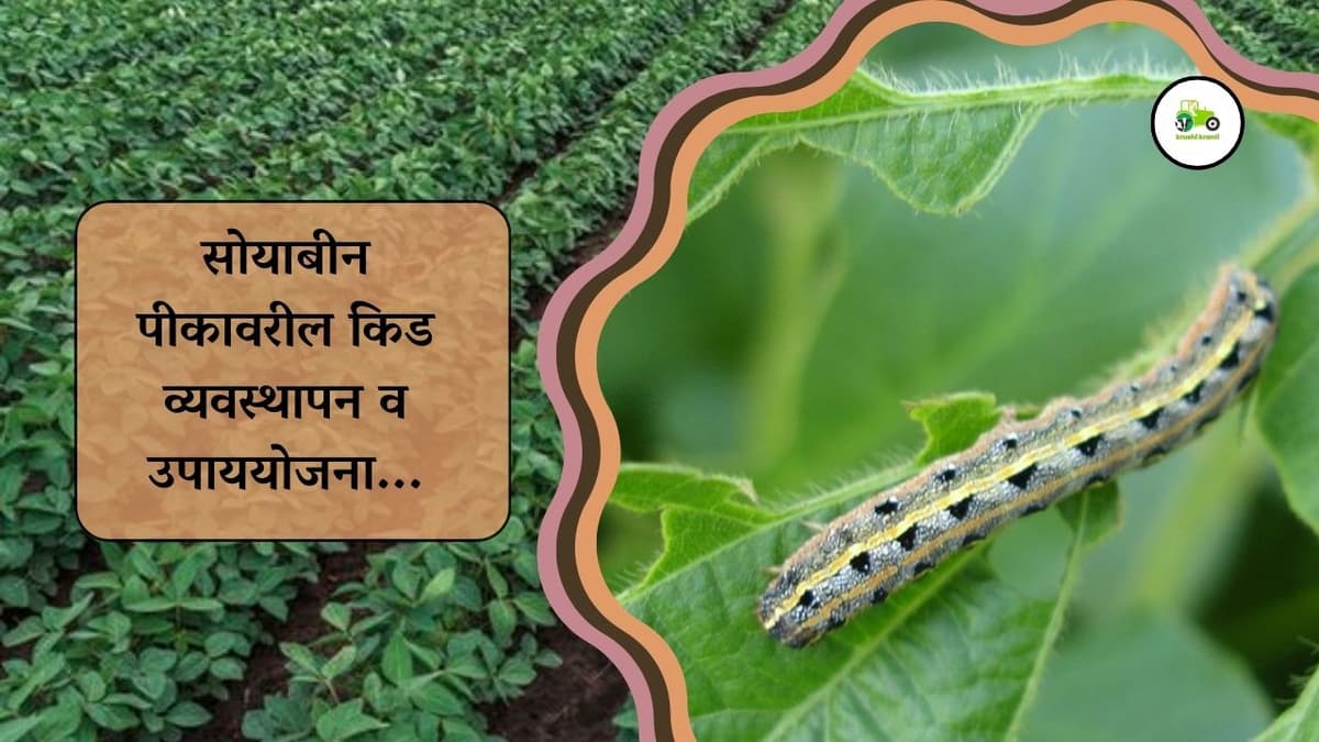 सोयाबीन पीकावरील किड व्यवस्थापन व उपाययोजना...