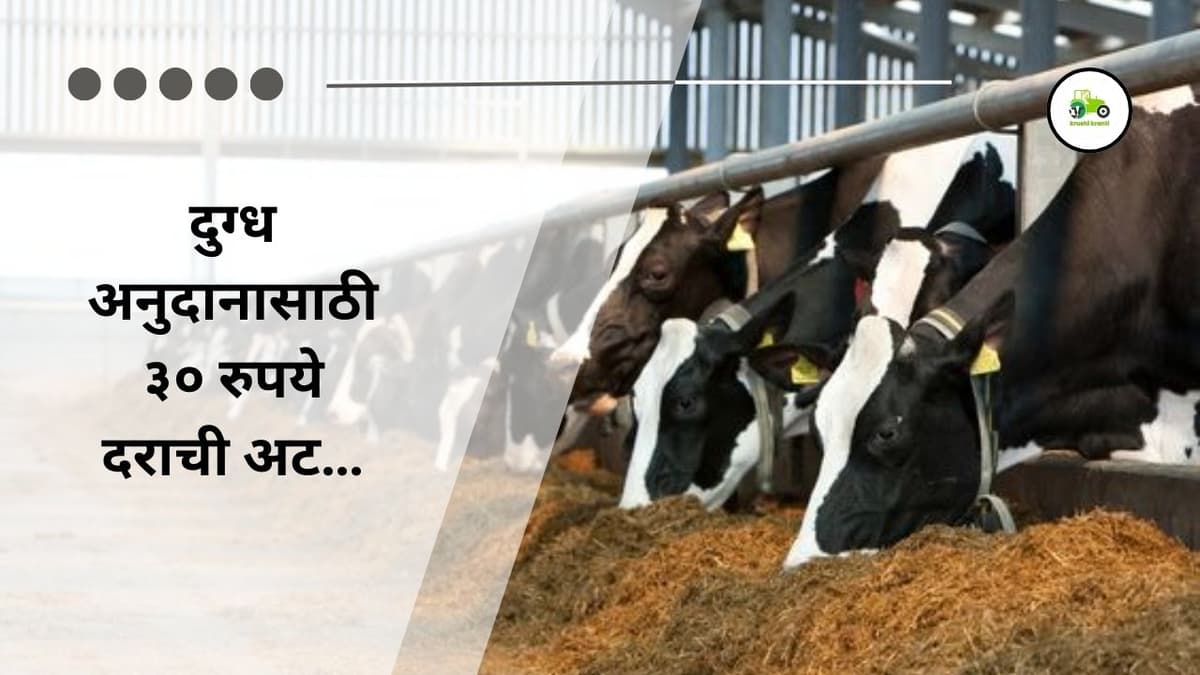 दुग्ध अनुदानासाठी ३० रुपये दराची अट…