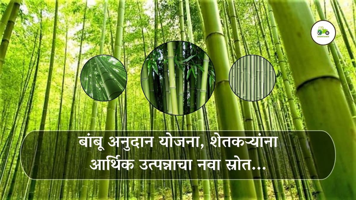 बांबू अनुदान योजना, शेतकऱ्यांना आर्थिक उत्पन्नाचा नवा स्रोत...