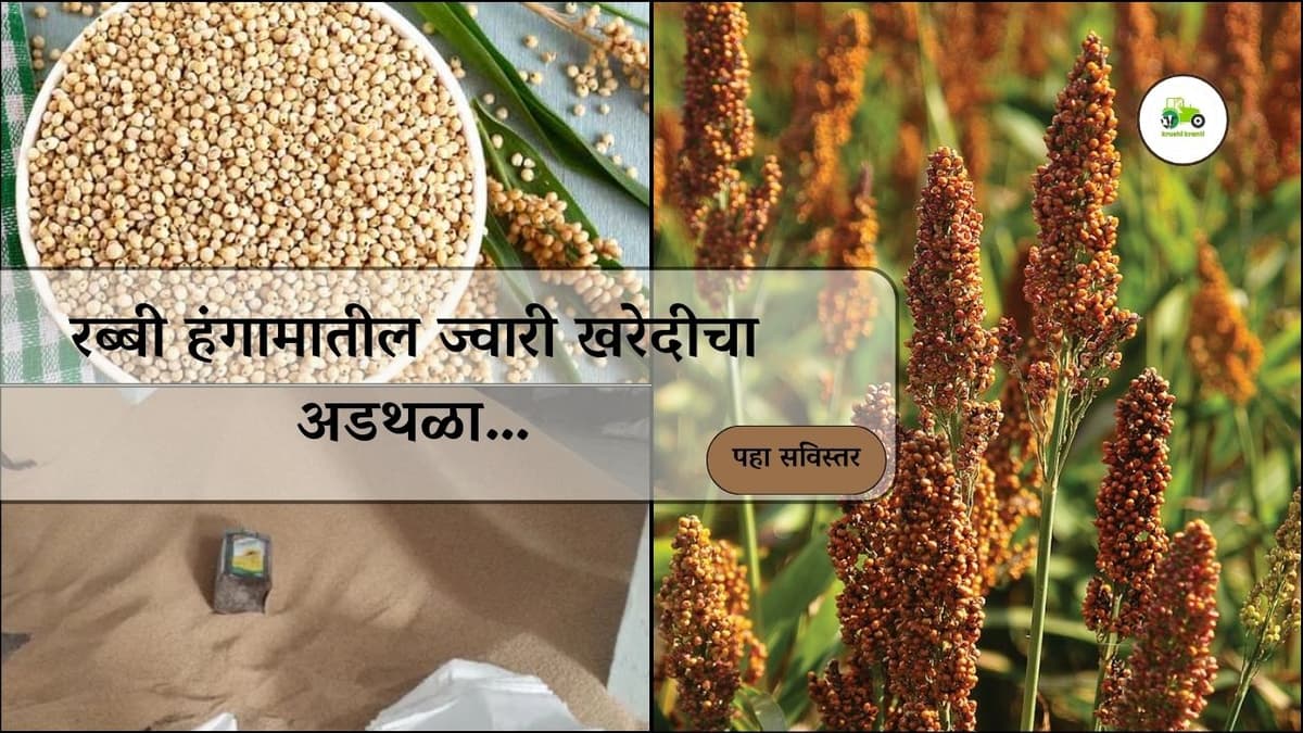रब्बी हंगामातील ज्वारी खरेदीचा अडथळा…
