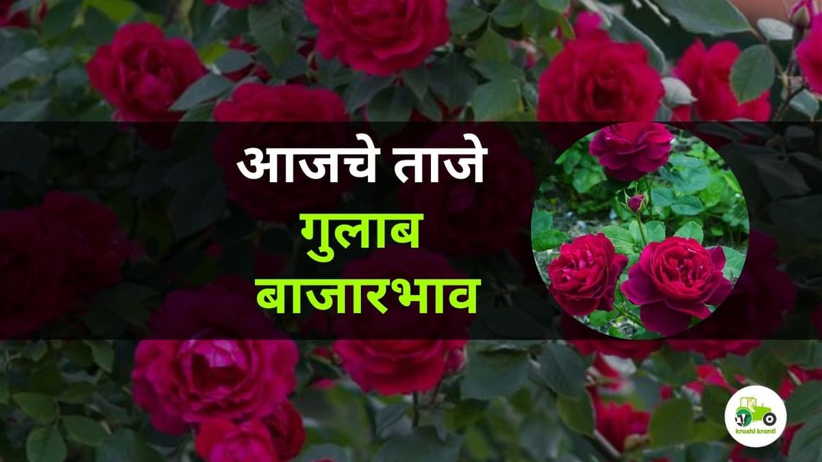 आजचे गुलाब बाजारभाव